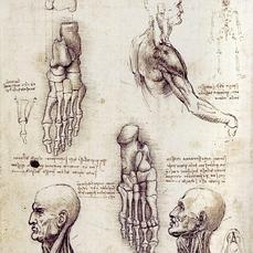 el anatomista pdf gratis