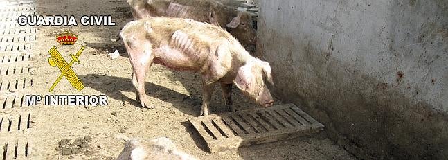 Dejaban morir de hambre a 60 cerdos en una granja abandonada