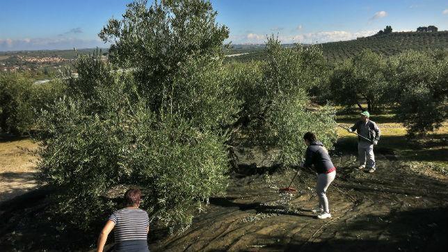 Agricultores en un cultivo de olivos de Jaén