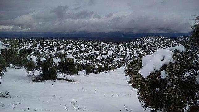 El paisaje olivarero pertenece al bosque artificial más extenso del planeta