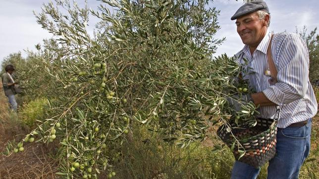 Un agricultor recoge aceitunas en un olivar