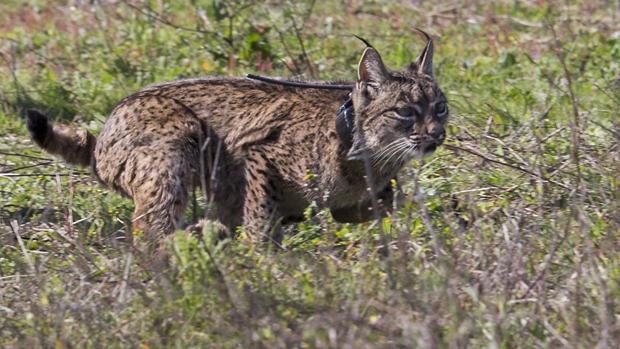 Un ejemplar de lince ibérico