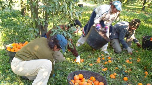 Peon Agricola Y Camarero Lideran El Top Ten De Las Ocupaciones Que Mas Contratos Generan En Cordoba