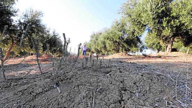 Aspecto de la tierra seca por falta de precipitaciones en un olivar