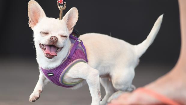 Perro de la raza chihuahua a la que pertenecía el animal fallecido