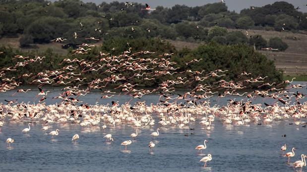 Millares de flamencos levantan el vuelo sobre la Dehesa de Abajo
