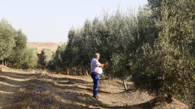 Un agricultor trabaja en un campo de olivos en Córdoba.