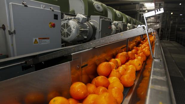 Naranjas en una cadena de producción para ser envasadas
