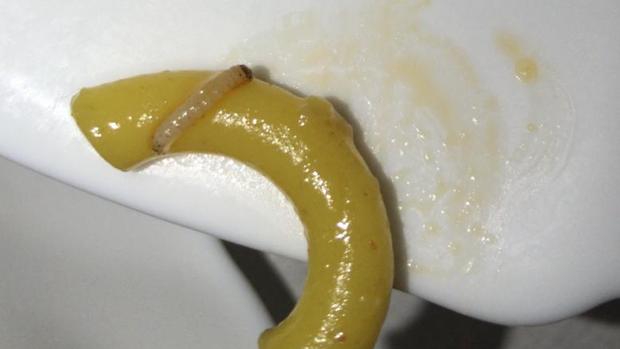 Uno de los gusanos que se encontró en la comida