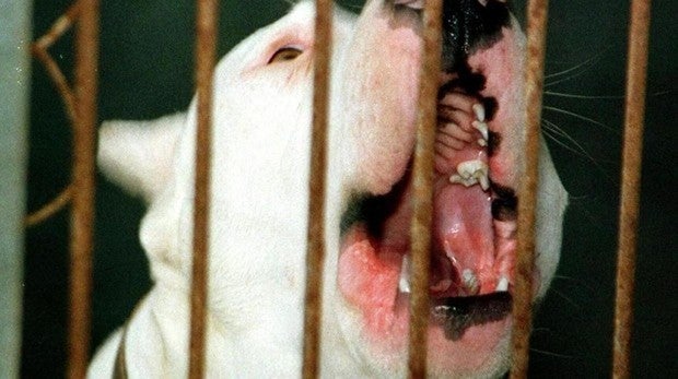 Un perro de los calificados como peligrosos