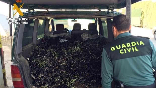 Aceitunas aprehendidas por la Guardia Civil