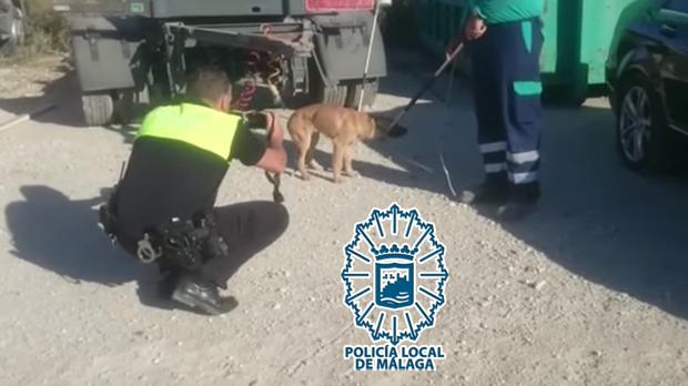 Captura de los canes en el polígono de Málaga