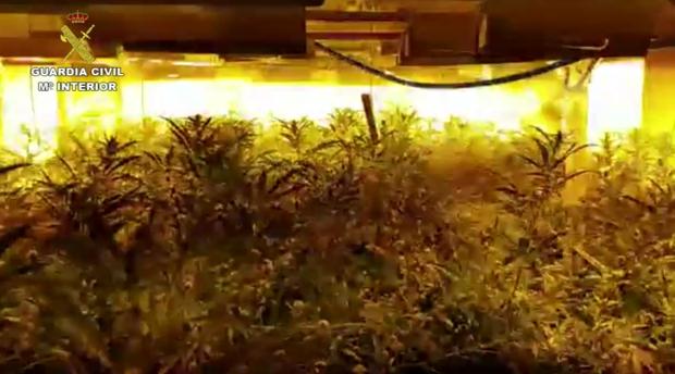 Imagen de la plantación de marihuana desmantelada en San Roque