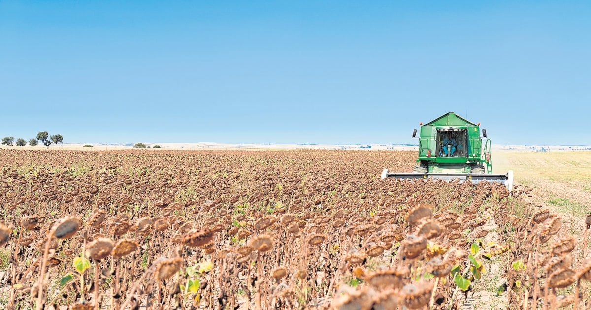 Los bajos rendimiento del girasol empañan los precios de la cosecha de  Córdoba