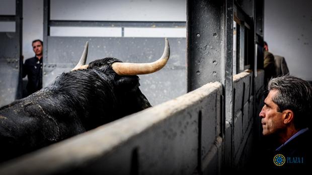 Emilio Muñoz observa uno de los toros de esta tarde