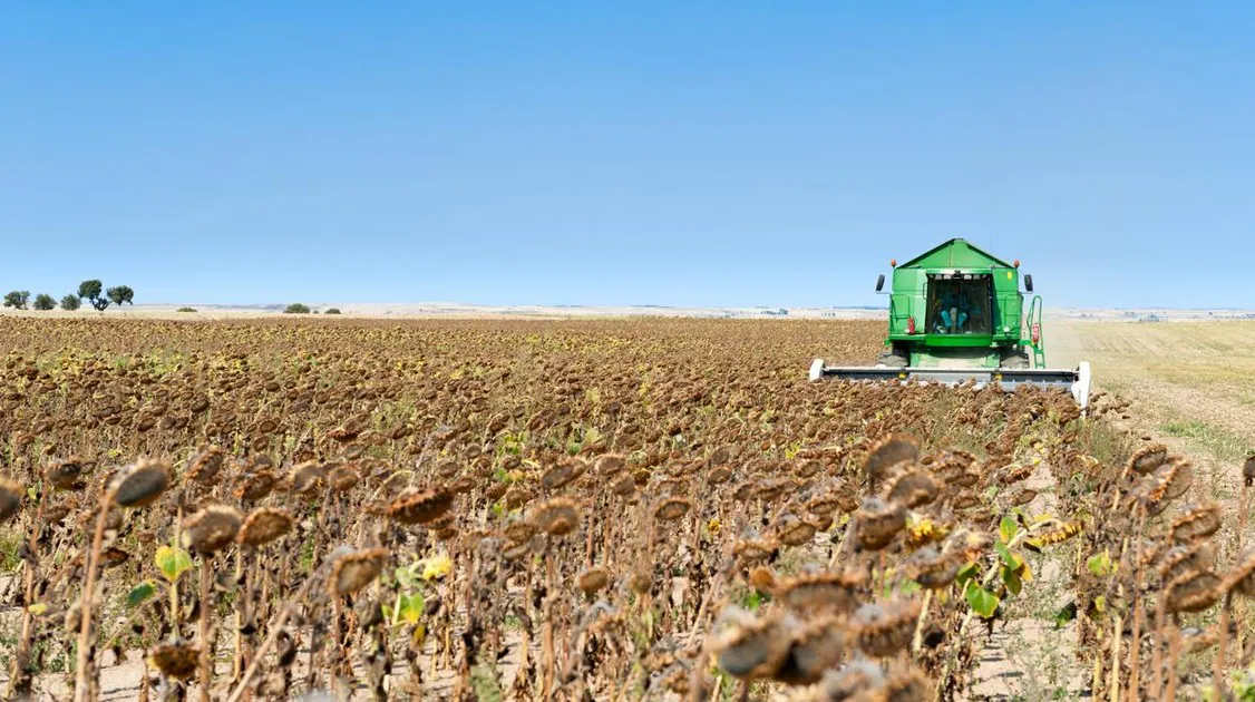 Cultivo en pérdida, es más rentable dejar la tierra vacía que cultivar  girasol