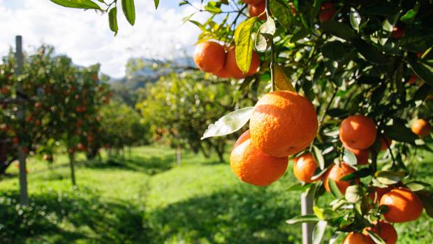 Cultivo de naranjas