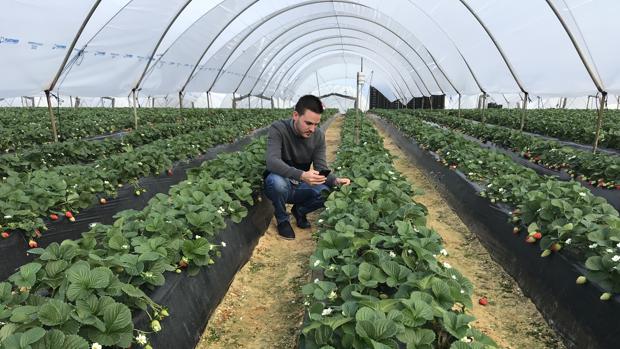 Daniel Márquez usa SensaCultivo en una finca de fresas