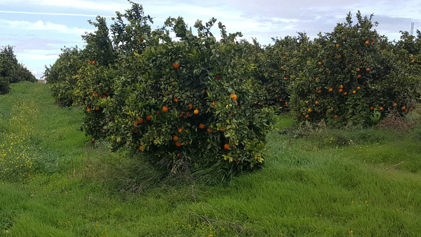 Naranjas de Los Alcores