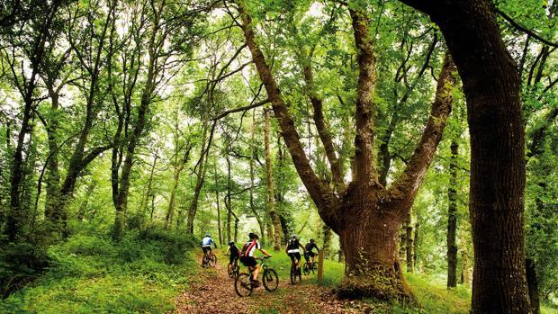 El síndrome de bosque vacío, la más silenciosa de las extinciones