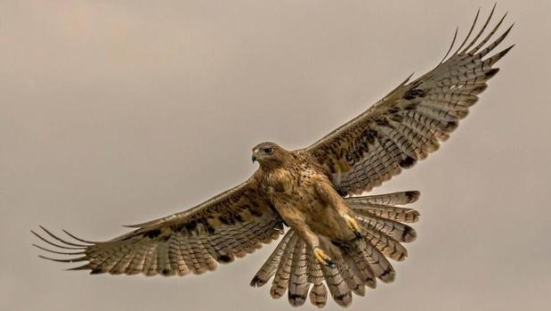 Águila de Bonelli