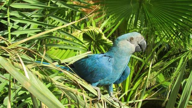 El guacamayo de Spix encabeza la lista de aves que se han extinguido durante la pasada década
