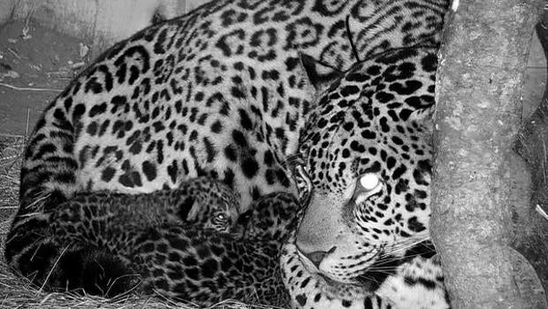 Salvando al jaguar, la icónica y amenazada especie de América del Sur