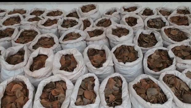 ¿Sabes qué hay en estas bolsas? Casi 13 toneladas de escamas de pangolín, el mamífero más traficado en el mundo