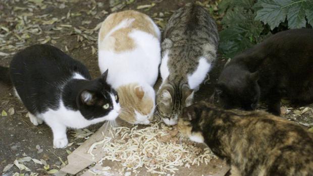 La proliferación de los gatos en Jerusalén trae de cabeza al Ayuntamiento
