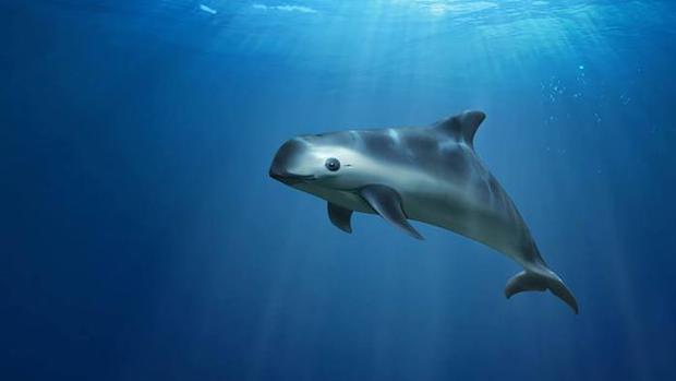 Canadá prohíbe el cautiverio de ballenas, delfines y marsopas para el entretenimiento