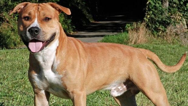 Un perro de la raza american stafford terrier mordió a una mujer en el cuello en Gerena