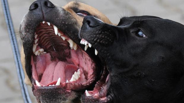 El animal paseaba junto a su propietario y se abalanzó sobre la mujer