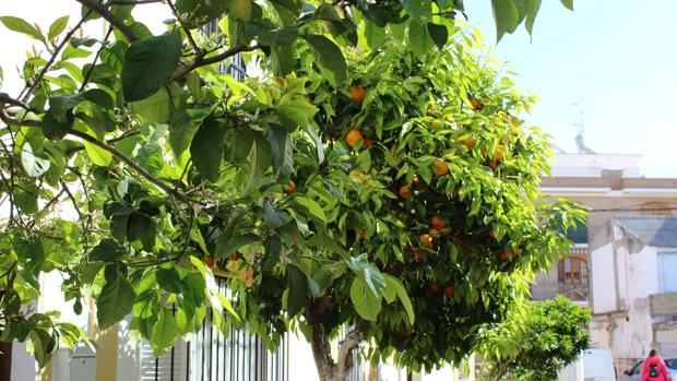 En muchos naranjos de Utrera todavía no se han recogido todos sus frutos