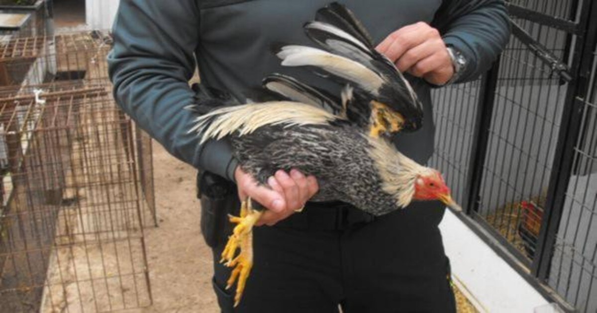 Cinco detenidos en Sevilla por el robo de seis gallos de pelea arrojados a  la carretera en la huida