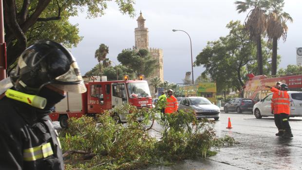 Los servicios municipales actúan en Sevilla por las incidencias del viento, lluvia y frío