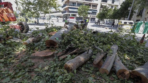 Tala de árboles en la avenida de Cádiz
