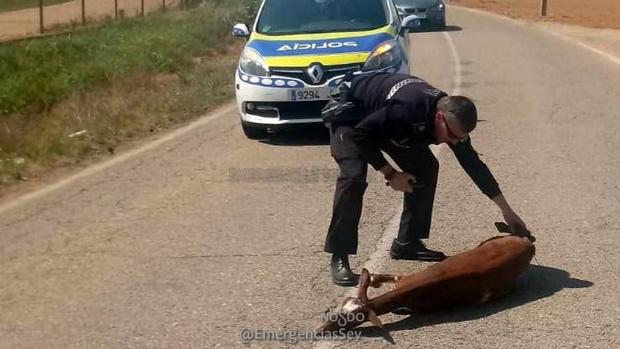 El agente desata a la cabra tendida en la carretera