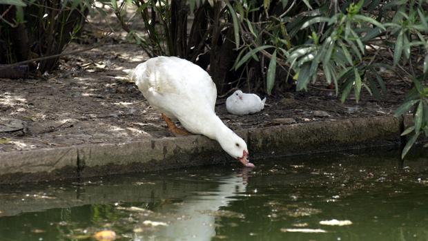 Patos, en el estanque del Parque de los Príncipes